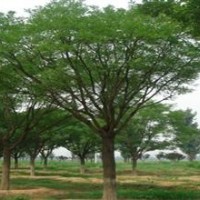 40公分國槐價(jià)格 50公分國槐價(jià)格