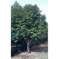 長(zhǎng)期大量供應(yīng)各種規(guī)格桂花