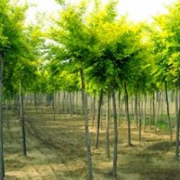 2014大量出售金葉榆 速生柳 垂柳