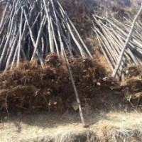 刺槐苗，2公分山杏苗，2公分山桃苗，椿樹苗，山楂苗，核桃苗