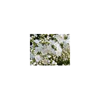 弘祥苗圃沙地柏報(bào)價(jià)