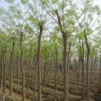 國(guó)槐國(guó)槐