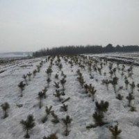 阿城區(qū)料甸鎮(zhèn)大量低價(jià)出售自產(chǎn)樟子松容器苗