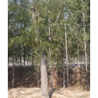 供應30-50公分合歡