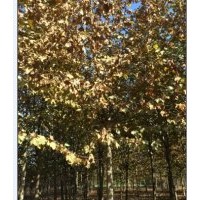 供應10-20公分法桐