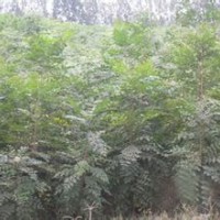 現(xiàn)在北欒價(jià)格 現(xiàn)在北欒小苗多少錢