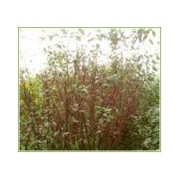 紅玫瑰、紅櫨、丁香、龍桑、黃玫瑰、紅瑞木、紫葉矮櫻、黃櫨、