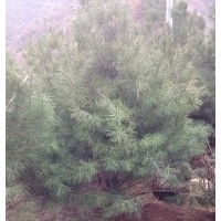 出售白皮松1.5米