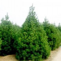 供應(yīng)白皮松 1-6米白皮松