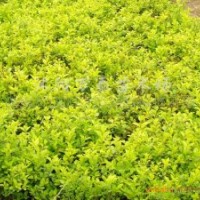 供應(yīng)金葉女貞、小葉女貞、紅葉小檗