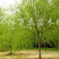 供應金枝槐、國槐、垂槐、紫穗槐等品種