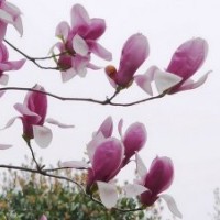 供應(yīng)龍柏、衛(wèi)矛、扶芳藤、金葉女貞、大葉黃楊、小葉黃楊