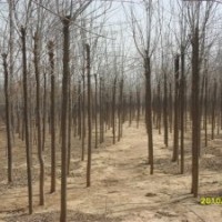 10公分原生國槐價格