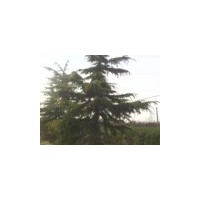 供應(yīng)白皮松 山西白皮松 華山松 山西華山松 油松 山西油松