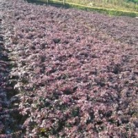 紅繼木，紅梽木，紅桎木，紅檵花，紅梽花，紅桎花，紅花檵木