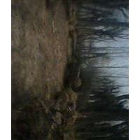 供應(yīng)紫葉李、國槐、法桐、白蠟