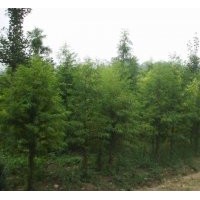 鹽城中山杉，江蘇鹽城中山杉