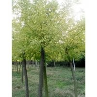 苗苗清地圃急售28,29,30公分國槐