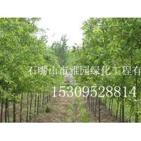 寧夏出售銀杏樹(shù)