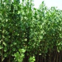 聊城速生楊苗木種植基地推薦