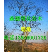 湖南哪里有7公分皂角價格-8公分皂角價格