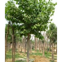 10公分國(guó)槐價(jià)格-50公分國(guó)槐價(jià)格