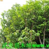 大葉紫薇樹 武新苗木基地