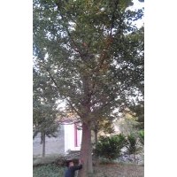 大量供應22公分銀杏實生樹