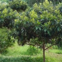 2公分枇杷樹(shù)價(jià)格