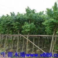 桃花心木 武新苗木基地