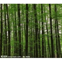 大規(guī)格水杉