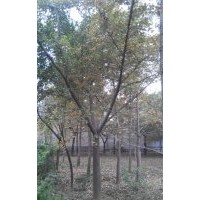 長期供應15公分銀杏嫁接樹