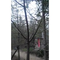 長期供應16公分銀杏嫁接樹