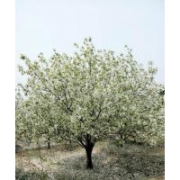 18公分八棱海棠樹