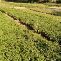 常年供應(yīng)各種綠化苗木，花卉，應(yīng)季花草