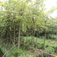 紅花紫荊6-12分袋苗（130元-400元）