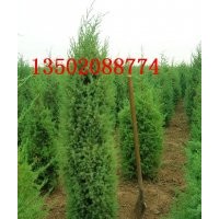 北京檜柏 檜柏 北京儈柏 刺柏 圓柏 塔柏