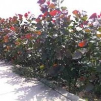 貴州紅葉楊，貴州紅葉楊價(jià)格，貴州4-8公分紅葉楊