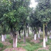 25公分移栽骨架香泡樹 30公分骨架香泡樹 湖南益陽大香泡樹