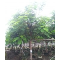 鳳凰木供應(yīng) 物美價(jià)廉 鳳凰木,鳳凰樹,紅花楹