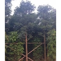 秋楓供應(yīng) 量大