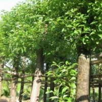 香樟袋苗供應(yīng)