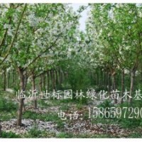 供應(yīng)冬紅果海棠