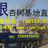 20公分銀杏樹價(jià)格 銀杏樹價(jià)格表 秀景銀杏