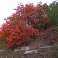 供應叢生玉蘭、叢生黃櫨、叢生紫薇、叢生山茱萸、叢生月季等