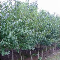 長期低價(jià)供應(yīng)杜仲、杜仲苗、杜仲種子、絲綿木