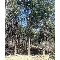 供應(yīng)大葉女貞、小葉女貞、大葉女貞苗、冬青苗、大葉女貞種子等