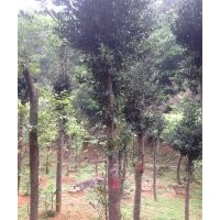 櫻花、桂花、樟樹、羅漢松、深山含笑、羊角杜鵑、映山紅、五月梅