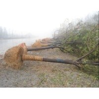 8公分白蠟價(jià)格