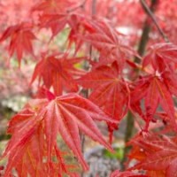 中國紅楓 紅楓養(yǎng)護(hù) 紅楓嫁接 供應(yīng)紅楓 紅楓苗銷售 紅楓扦插